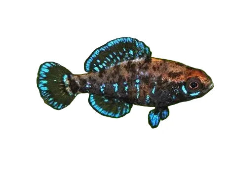 Elassoma Sunfish - Pygmy Sunfish
