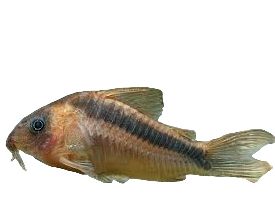 One Rabauti Corydora Approx 1" T30