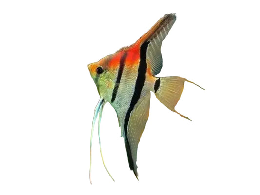 Red Back Manacapuru Angelfish Approx 4-5"