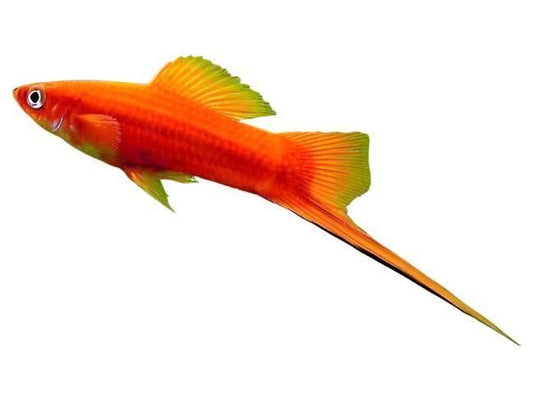 Red Swordtail Approx 1.5-2.5"