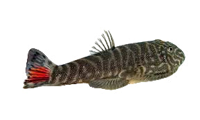 One Red Tail Borneo Sucker Loach T104