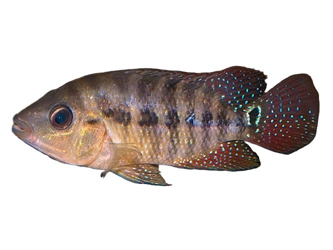 One True Red Terror (Festae) Approx 1.5-2"