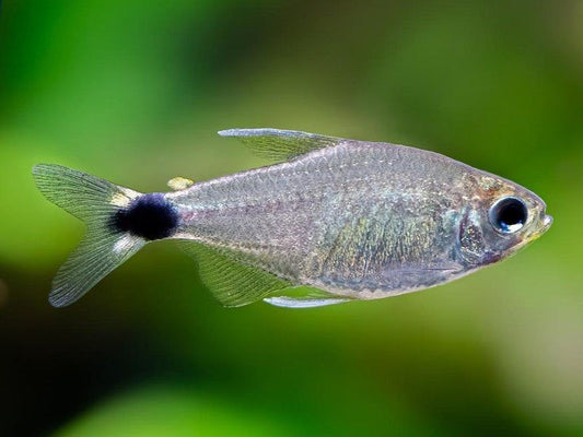 Reed Tetra Fish