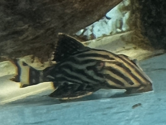 Pleco Royal Xingu L-027 2.5"