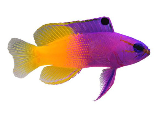 Royal Gramma Basslet