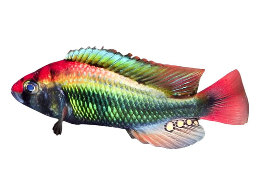 Haplochromis Ruby Green Cichlid Approx 2" T180  Lake Kyoga and Lake Nawampasa