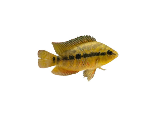 Salvini Cichlid
