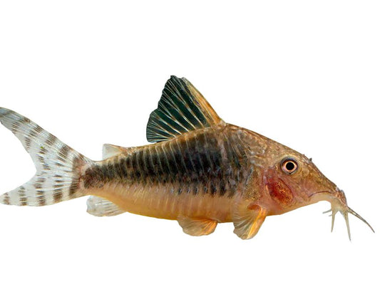 Seussi Cory Catfish C027