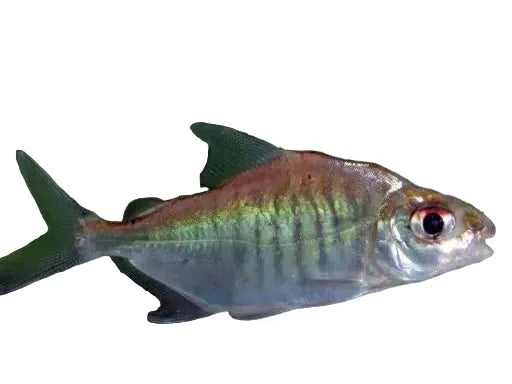 Sheep Pacu  Approx 2-2.5”