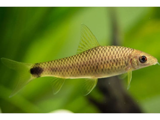 Silver Flying Fox Algae Eater T177