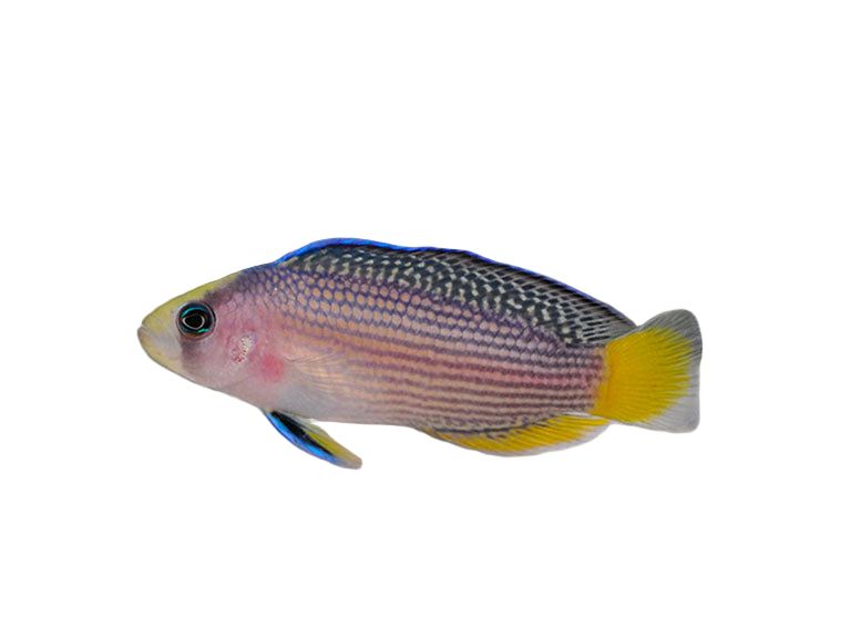 One Splended Dottyback Approx 2" Saltwater T21
