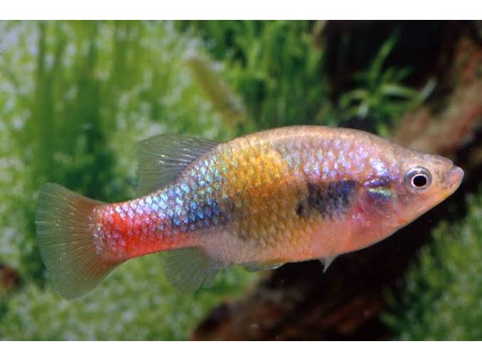 Spltfin Fish Redtail Splitfin Goodeid Live Fish – Finatics Aquarium