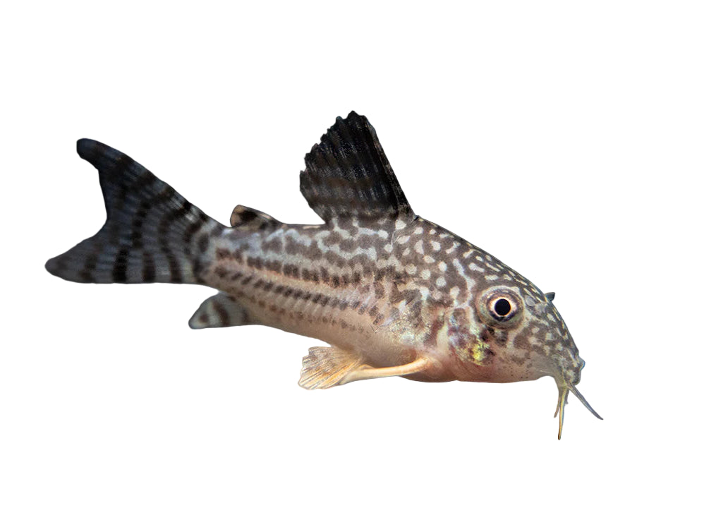 One Sterbai Cory Approx 1-1.5" T73