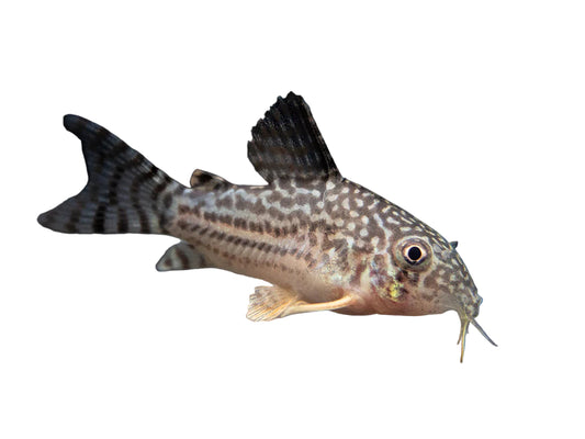 One Sterbai Cory Approx 1-1.5" T73