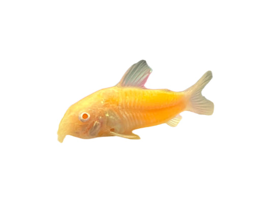 Sunburst Orange Glo Corydora T-119