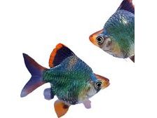 One Tiger Green Balloon Barb Approx 1" T84