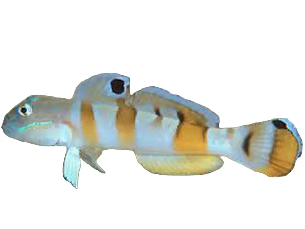 Wardi Tiger Goby Saltwater Fish Approx 2 - 2.5" T21