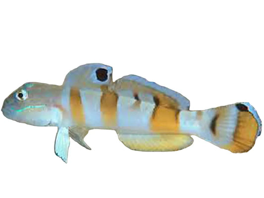 Wardi Tiger Goby Saltwater Fish Approx 2 - 2.5" T21