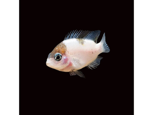 One Marble Fenestratus Cichlid (Vieja fenestrata) Approx 2-2.5"
