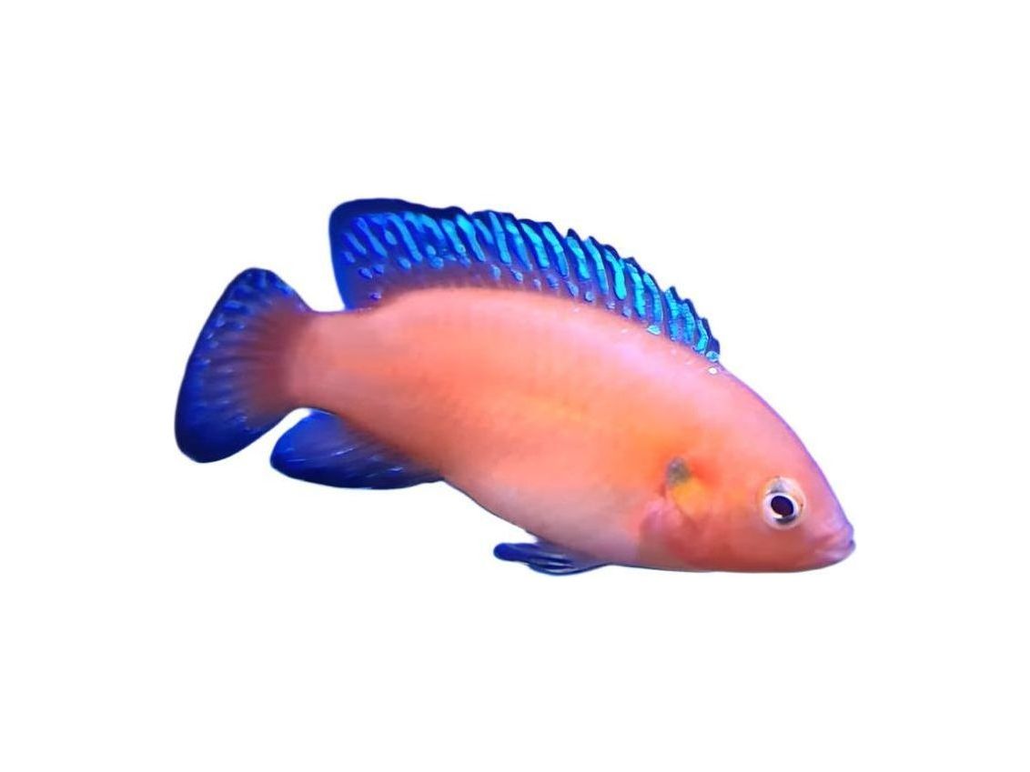 One Turkana Exsul Red Jewel Cichlid Approx 2"