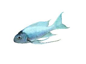 Ventralis Featherfin Cichlid T207 Approx 2"