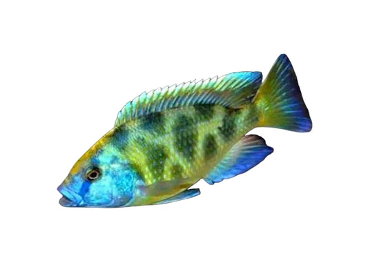 Venustus "Giraffe" Cichlid Approx 4-5"