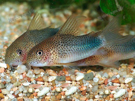 Smudge Spot - Violetta Similis Cory - Live fish