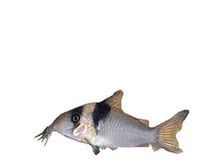 One Virginiae Cory Catfish Approx 1" T121