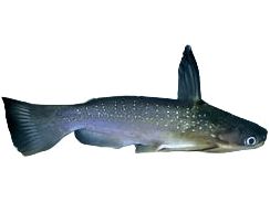 Zamora Wood Cat T131 (Auchenipterichthys coracoideus)