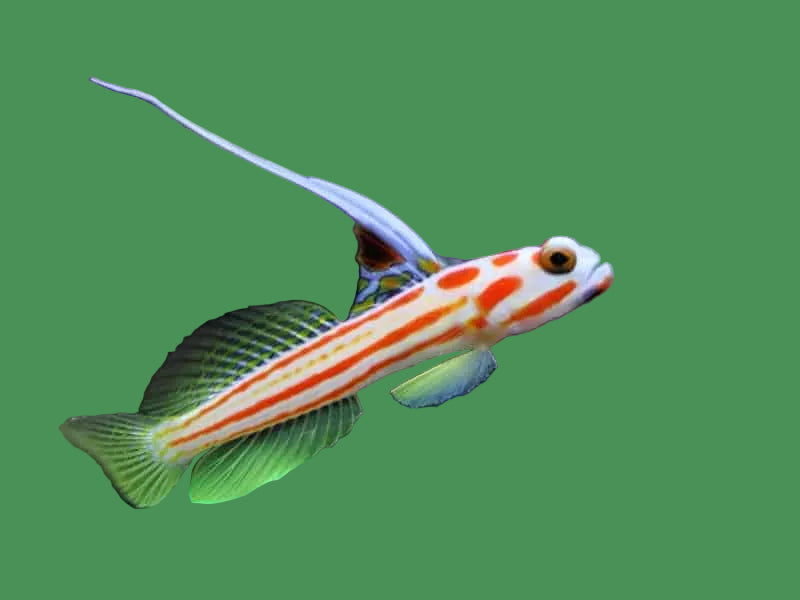 Yashia HiFin Goby