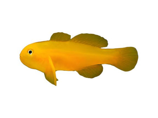 Yellow Clown Goby T20