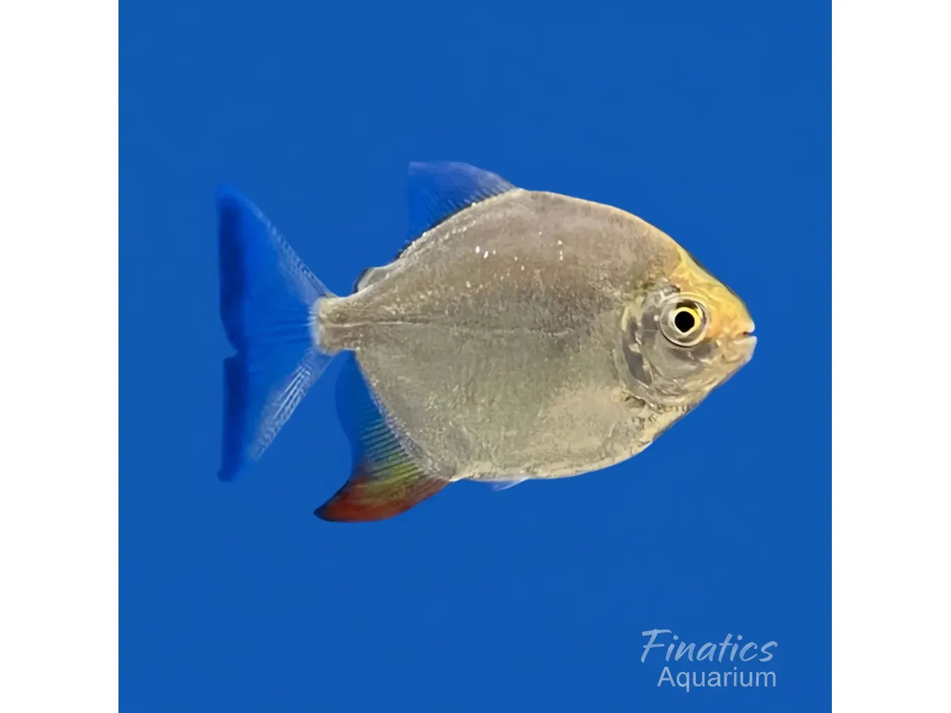 Yellowfin Red Hook Silver Dollar Approx 4"