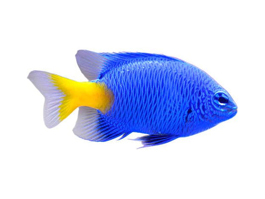 Yellowtail Damsel