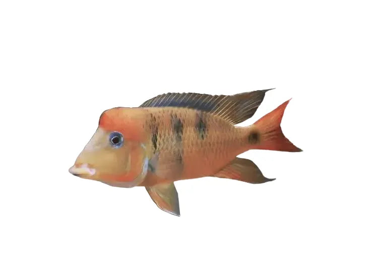 GEOPHAGUS PEREGRINIE YELLOWHUMP