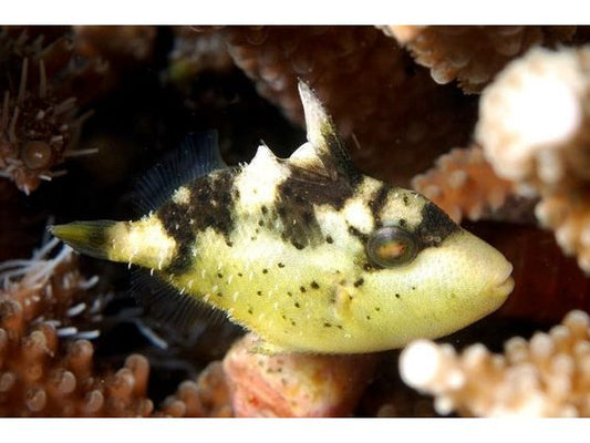 Yellow Margin Triggerfish T25 Approx 2-2.5"