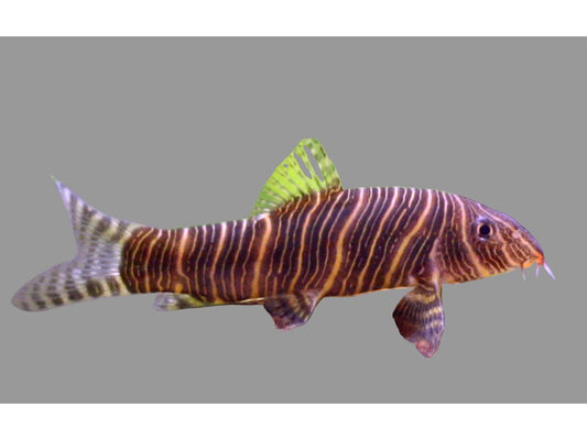 One Zebra Botia Loach Approx 1.5-2" T195