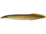 One Zebra Spiny-Eel Freshwater T103